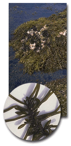 �Ђ����@�q�W�L